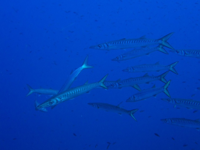  Barrakuda, Pollo Diving Asd, Italien, Sardinien