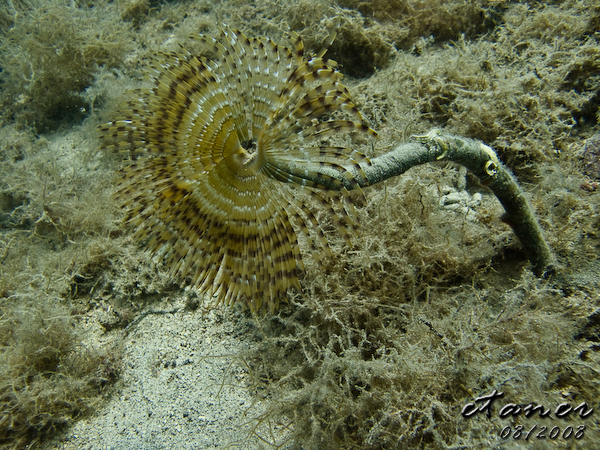 Hausbucht Scuba Valdaliso, Rovinj, Rovinj,Kroatien