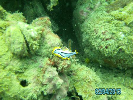 Blue Coral Diving,Hoi An,Vietnam