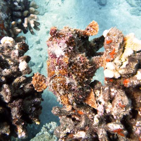 Lahaina Divers,Maui,Hawaii,USA