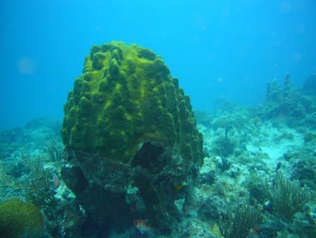 Marine Life Divers,Negril,Jamaika
