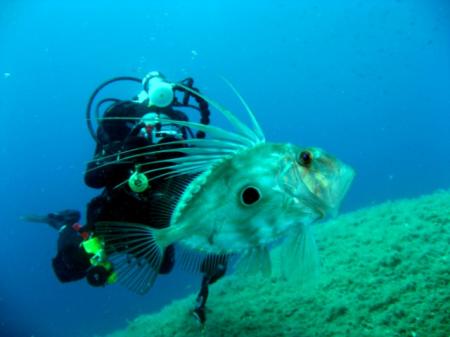 Nautilus Diving Center,Palau (Sardinien),Sardinien,Italien