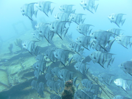 Tropical Sea Divers,Boca Chica,Dominikanische Republik