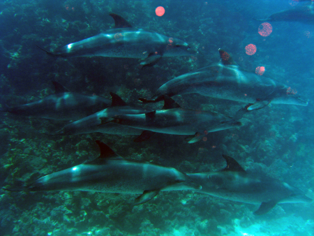 Dolphin Reef,Hurghada,Ägypten
