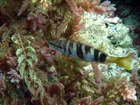 Dive & Fun,Cala D´Or,Mallorca,Balearen,Spanien