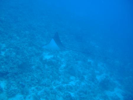 Marsa Shagra Ecolodge,Marsa Alam,Marsa Alam und südlich,Ägypten