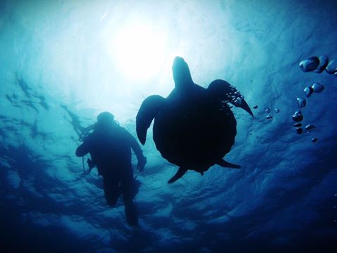 Scuba Diver with Turtle, Scuba Diver, Turtle, Dive and Sea Tenerife, Spanien, Kanaren (Kanarische Inseln)