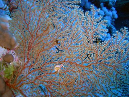 Bavaria Blue Diving,Hurghada,Ägypten