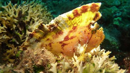 Blue Planet Diving Center,Alona Beach,Panglao,Bohol,Philippinen