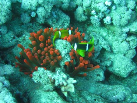 diving.DE el Flamenco,El Quseir bis Port Ghalib,Ägypten