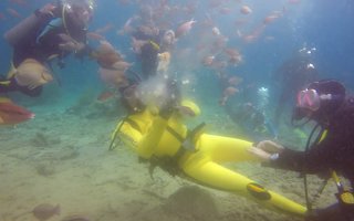 Fischangriff bei Fütterung, Atlantis Diving, Marsalforn, Gozo, Malta, Gozo