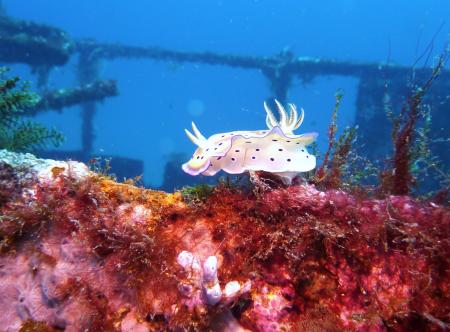 Enjoy Diving by Guido Busch,Puerto Galera,Philippinen