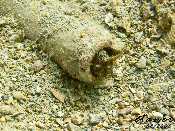 Hausbucht Scuba Valdaliso, Rovinj, Rovinj,Kroatien