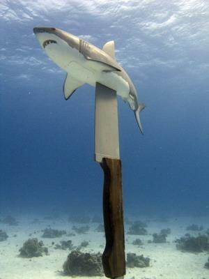 Projekt im Roten Meer - Sharkproject