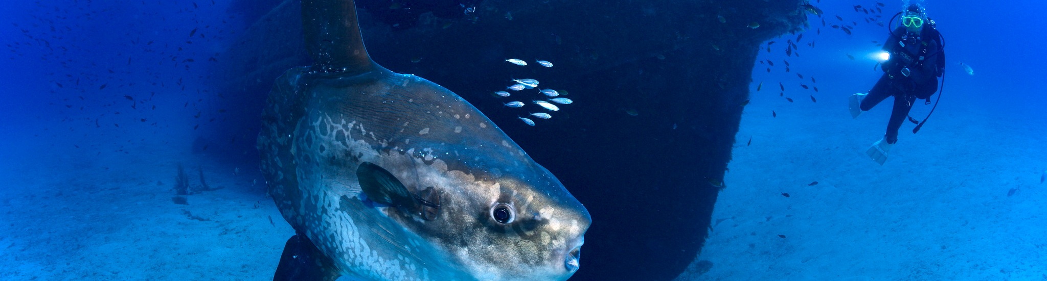 Neue Basis für die Extra Divers Gozo Diveinside News