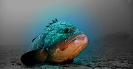 R.C. Diving,Puerto del Carmen,Lanzarote,Kanarische Inseln,Spanien