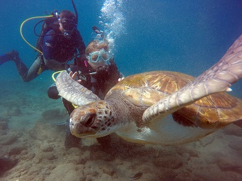 Novice Scuba Diver with Turtle, Scuba Diver, Turtle, Tenerife, Dive and Sea Tenerife, Spanien, Kanaren (Kanarische Inseln)