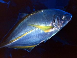 El Hierro, El Hierro,Spanien