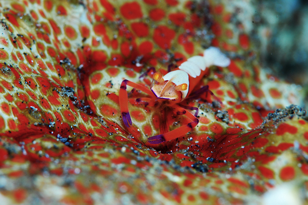 Lembeh strait, Lembeh Strait,Nord Sulawesi,Indonesien