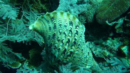 Blue Planet Diving Center,Alona Beach,Panglao,Bohol,Philippinen