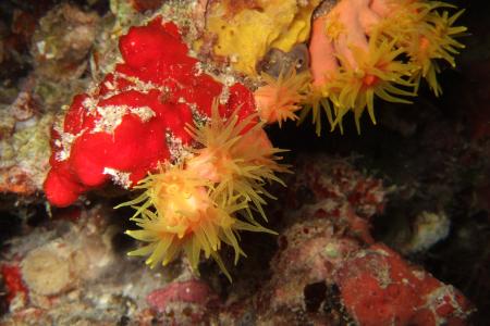 Vilamendhoo,Eurodivers,Malediven