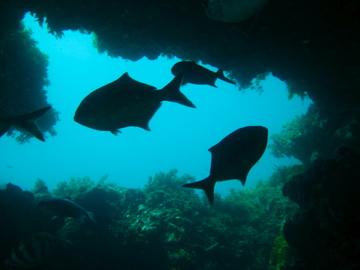 Malibu Diving,Rottnest Island,Westaustralien,Australien