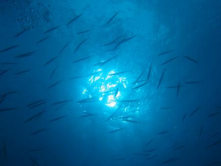 Wahoo-Diving,Santa Maria,Azoren,Portugal