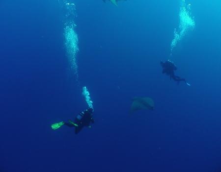 Wahoo-Diving,Santa Maria,Azoren,Portugal