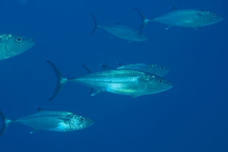 Paradise Divers,Sol y Mar Hotel,Safaga,Ägypten