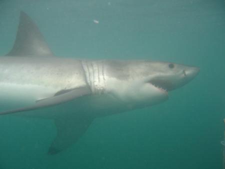 Brian McFarlanes Great White Shark Cage Diving,Gansbaai,Südafrika