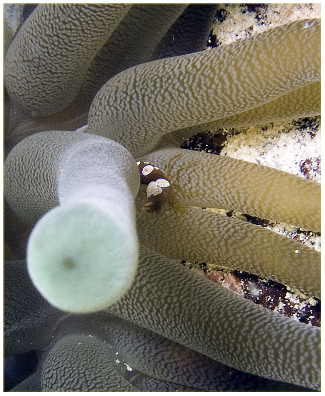 Bayahibe, Bayahibe,Dominikanische Republik