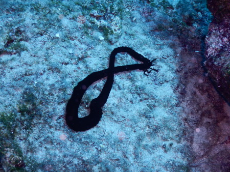 Clownfish´s Diving,Ayia Napa,Zypern