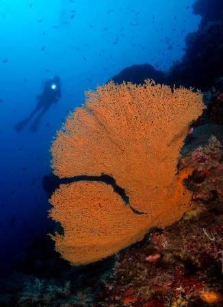 oceans4you Diving Center,Panglao,Bohol,Philippinen