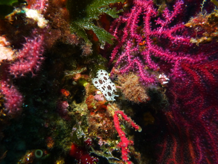 Roses SUB Barakuda Dive Team,Roses,Festland,Spanien