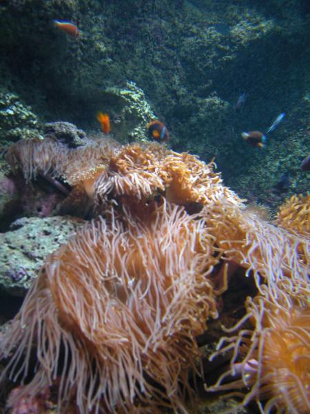 Mackay Reef - Cape Tribulation,Australien