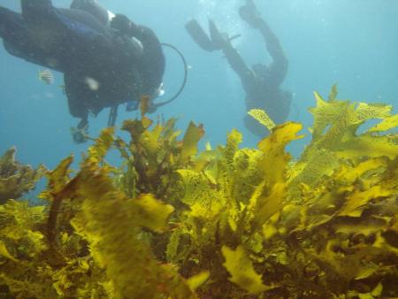 Abyss Scuba Diving,Ramsgate,Sydney,Australien