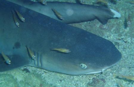 Mahe,Beau Vallon,Shark Bank,Seychellen