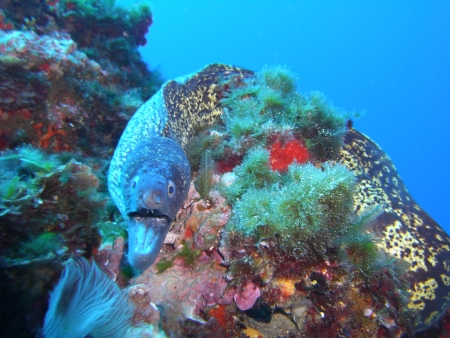 Scuba Activa,San Telmo,Mallorca,Balearen,Spanien