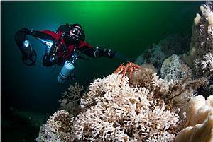 Kaltwasserkorallen Ozeaneum (&copy; Uli Kunz)