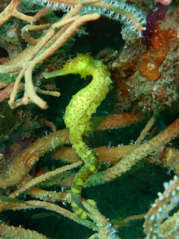 Seepferdchen, Seepferdchen, Shark Point / Anemon Reef, Thailand