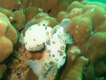 Calypso Diving,Koh Samui,Golf von Thailand,Thailand