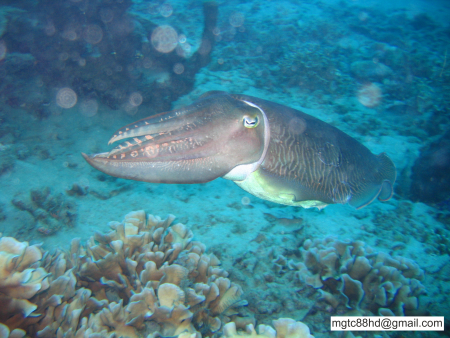 Tasik Divers,Manado / North Sulawesi,Sulawesi,Indonesien