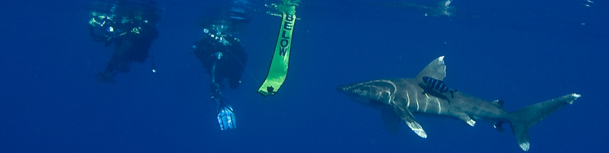  Killer Sharks In The Red Sea Diveinside News