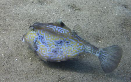 Sinai Divers,Naama Bay,Sharm el Sheikh,Sinai-Süd bis Nabq,Ägypten