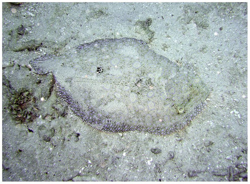 Bayahibe, Bayahibe,Dominikanische Republik