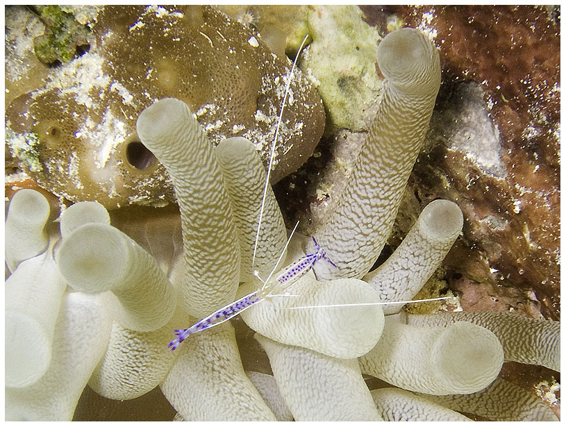 Bayahibe, Bayahibe,Dominikanische Republik