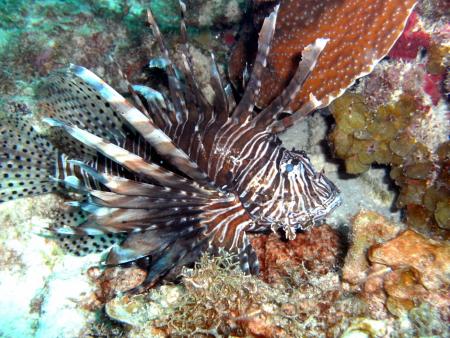Discover Diving Lagun,Curaçao,Niederländische Antillen