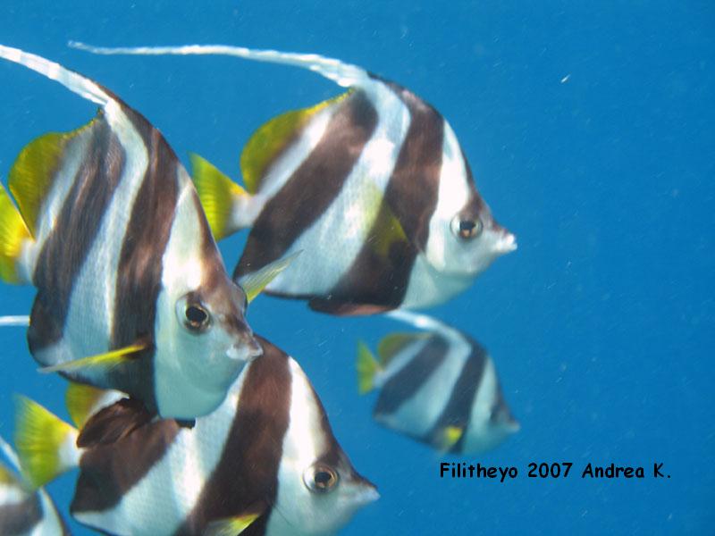 Filitheyo - Nilandhe Atoll, Filitheyo,Nord Nilande Atoll,Malediven