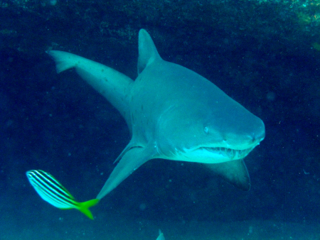 Magic Point - Maroubra - Shark Dive,Australien