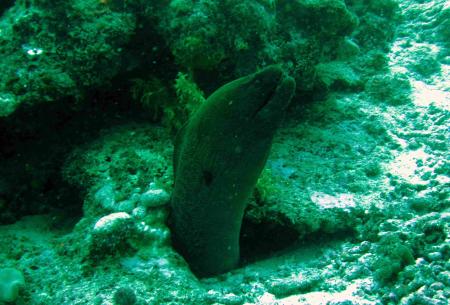 Dolphin Bay Divers,Vanua Levu,Fidschi